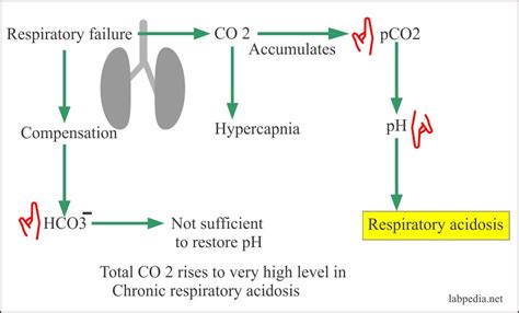 Acid Base Balance Part 2 Respiratory Acidosis And Respiratory