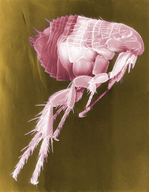 Pink Flea Under The Microscope Free Image Download