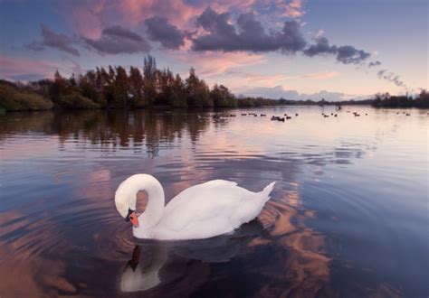 Wallpaper Nottingham Sunset Lake Nature Water Reflections Swan
