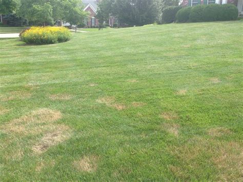 Brown Spots And Lawn Disease