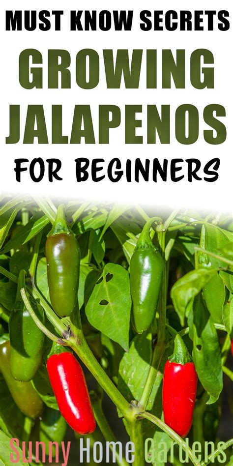 How To Grow Jalapeno Peppers Growing Jalapenos My Blog