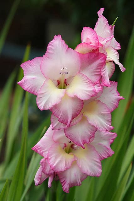Look at the flower that attracts you most then read its meaning. Gladiolus #1 | Gladiolus - see www.flickr.com/photos/lordv ...