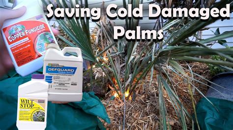 Treating Cold Damaged Palm Trees Youtube
