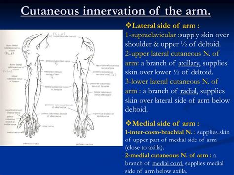 Ppt Cutaneous Innervation Of The Arm Powerpoint Presentation Free