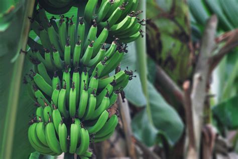 Plantain Trees Care And Growing Guide