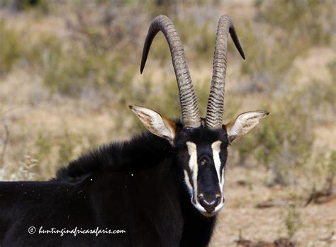 Bow Hunting Sable In Africa With The Best African Sable Bow Hunters