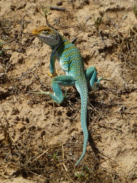 Western Collared Lizard See These At Buzzard Gulch A Loca Flickr