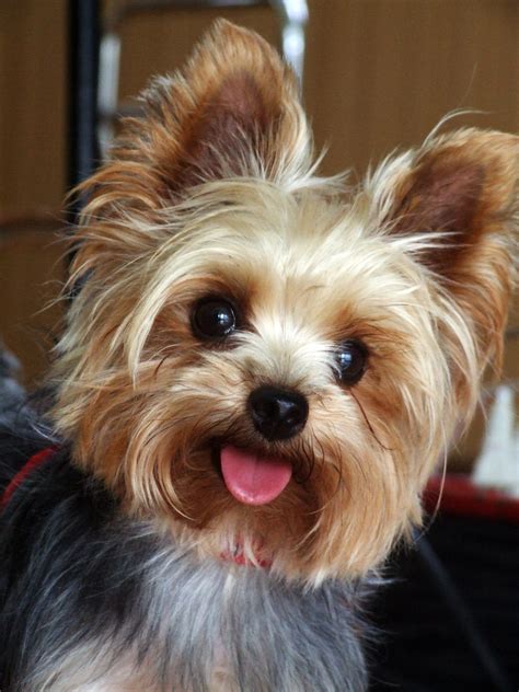 I have available to 3 select homes the ultimate fur. How much does a Yorkie and Teacup Yorkies Cost? - YorkiePassion.com- Love your Yorkie