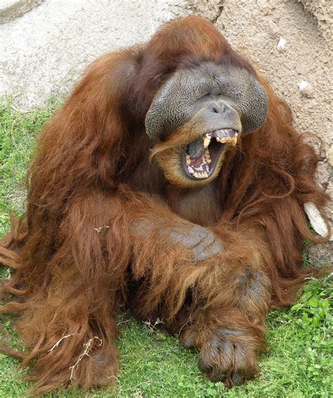 Restrmale Orangutan — Wikipedia
