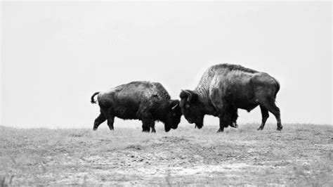 Buffalos Billeder Gennemse 279110 Stockfotos Vektorer Og Videoer Adobe Stock