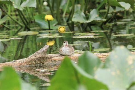 A Baby Wood Duck Resting On A Fallen Logs Stock Image Image Of