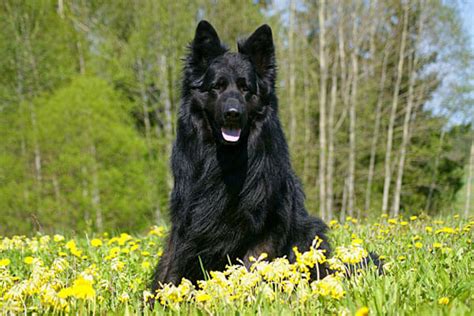 Черная немецкая овчарка как выглядит на фото длинношерстная собака и