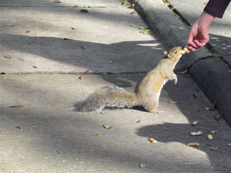 Feeding The Squirrels Nude In Public