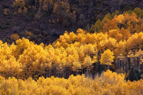 Golden Autumn Aspen Trees In Colorado Stock Photo Image Of Light