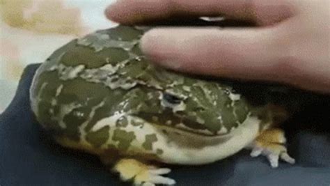Mmmm Myes Pet Froge | Know Your Meme - News Vision Viral How many pet names can i generate?