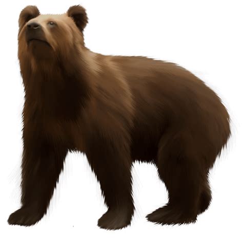 Clipart Bear Brown Bear Clipart Bear Brown Bear Transparent Free For