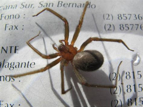 Chilean Recluse Spider