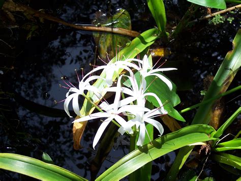 The Swamp Lilly Puts On A Spectacular Show Throughout The Wetter Areas