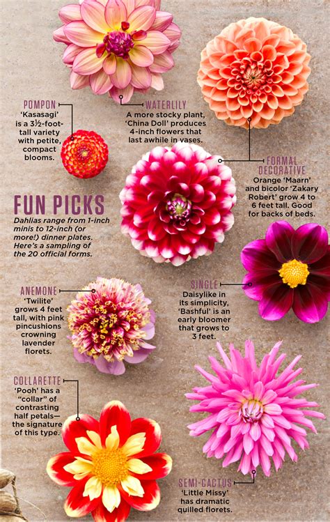How To Plant Grow And Care For Dahlias Midwest Living