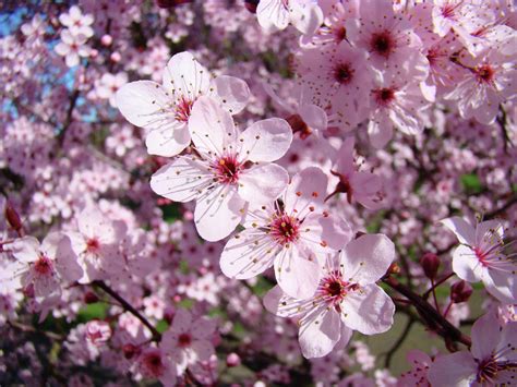 Tree Blossoms Pink Spring Flowering Trees Baslee Troutman By Baslee