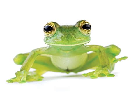 Ever Heard Of The Mexican Dumpy Tree Frog See Our Favorite Pictures Of