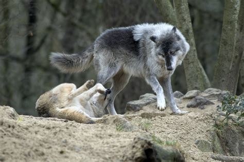 Grey Wolf Oregon Zoo