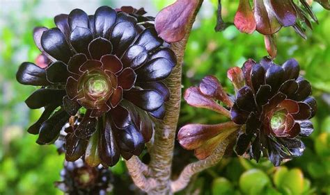 Suculenta Rosa Negra Guía De Cuidados Y Reproducción