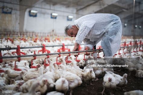 Manual Workers In Chicken Farm High Res Stock Photo Getty Images