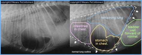 Kennel Cough Infection In Dogs