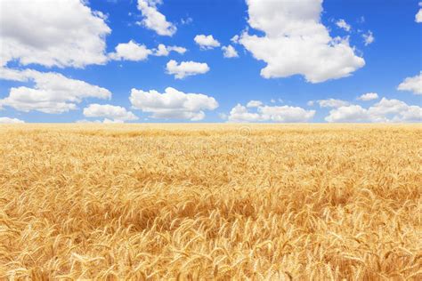 1761 Vibrant Country Landscape Straw Field Photos Free And Royalty