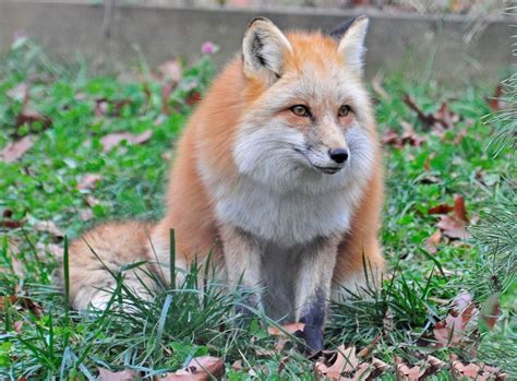 Cutie Red Fox
