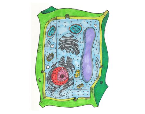 Maybe you would like to learn more about one of these? Eukaryotic Plant Cell Organelles