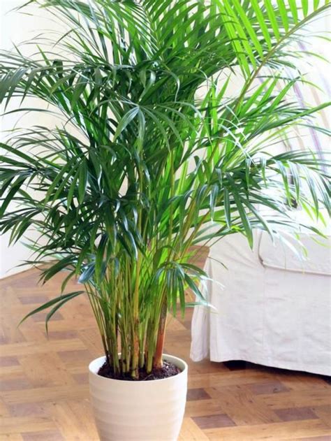 So, there are plenty of different types to consider before deciding which plants will best. Indoor palm images - which are the typical types of palm ...