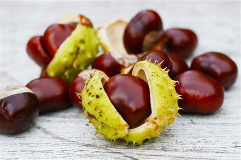 Como hemos señalado hace un momento, la escina favorecería que la sangre fluya con normalidad, consiguiendo también que no se produjesen edemas. Castaño de indias, Aesculus hippocastanum — Plantamus ...