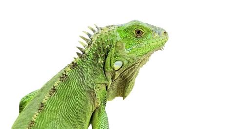 10 Types Of Iguanas You Need To See Unique Pets