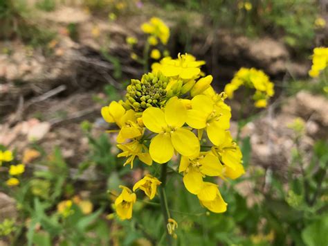 How To Identify Wild Mustard — Foraging For Common Edible Weeds