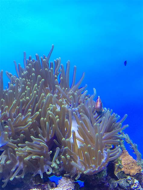 The Pink Anemone Fish Lives Symbiotically With Any Sea Anemone Species