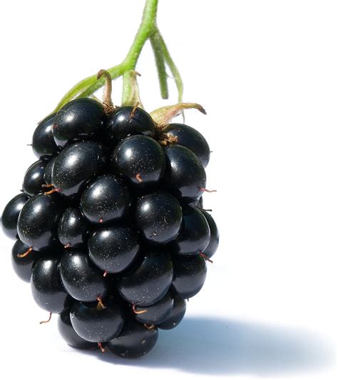 Amazon.com : BlackBerry Great Garden Fruit Bush ~ Bulk 400 Seeds ...