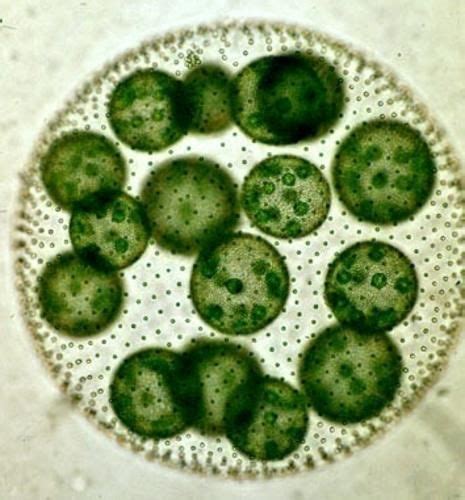 Volvox Algae Under Microscope Micropedia