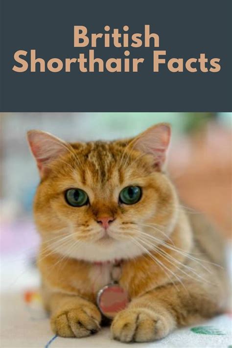 Best 10 British Shorthair Facts History Personality Characteristics
