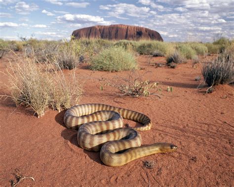 De hecho las serpientes del desierto son consideradas como las más venenosas del mundo. imagenes de animales de desierto