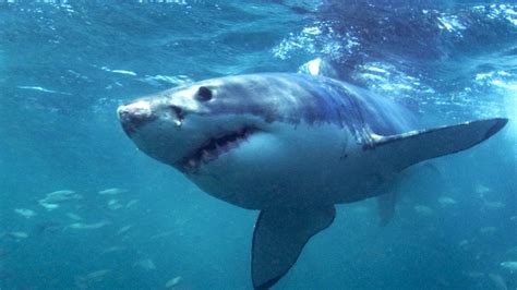 Maine Shark Attack Us Woman Killed By Great White Bbc News