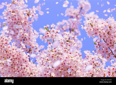 Cg Image Of Cherry Blossoms Blowing In The Wind Stock Photo Alamy