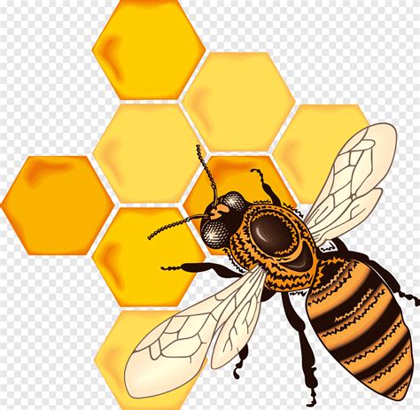 Honey Bee Honeycomb Drawing Bee Insects Queen Bee Png PNGEgg