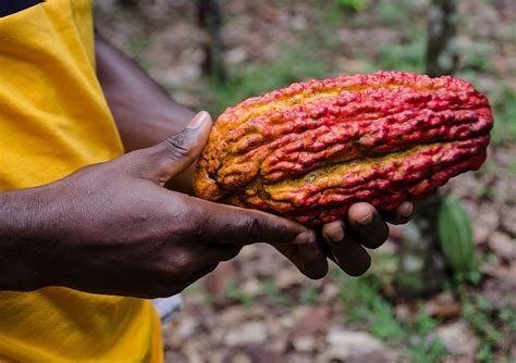 Chocolate War Ghana Ivory Coast Accuse Us Chocolate Giants Of Not