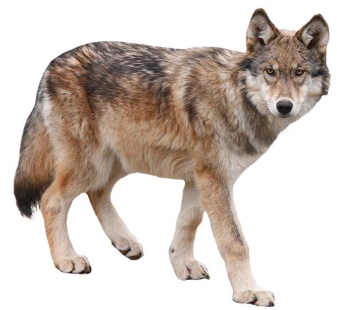Download Full Size Of Coyote Animal Png Png Play
