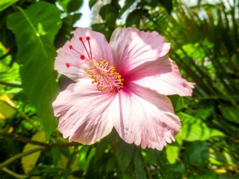 They all have gotten the same fertilizer. Hibiscus Leaves Turning Yellow | ThriftyFun