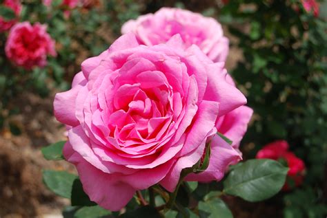 Flowers by rose proudly serves grottoes and the surrounding areas. Flowers Wallpaper HD | Flower pictures free download
