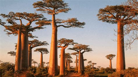 The Beauty Of Madagascars Giant Baobab Trees Discvr Blog