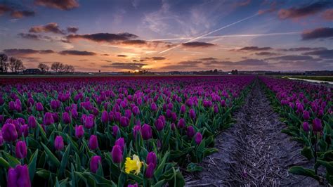 Download 1366x768 Purple Tulips Field Path Sunset